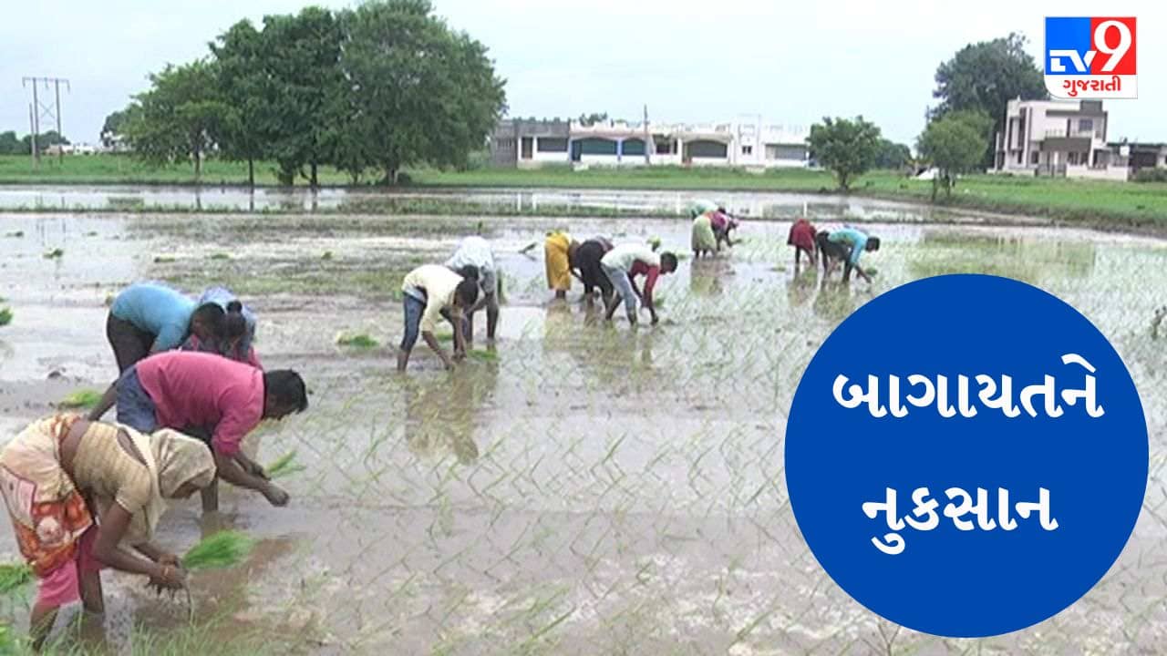 Gujarati Video : ગીર સોમનાથમાં કેરીના પાકને થયુ નુકસાન, સિઝનેબલ ફળ-શાકભાજી ખાવા જોવી પડશે રાહ