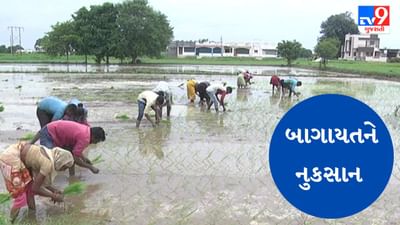 Gujarati Video : ગીર સોમનાથમાં કેરીના પાકને થયુ નુકસાન, સિઝનેબલ ફળ-શાકભાજી ખાવા જોવી પડશે રાહ