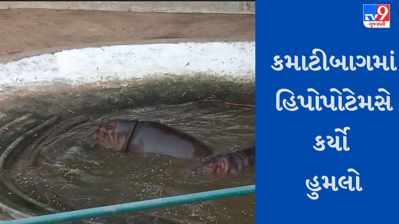 Gujarati Video : વડોદરાના કમાટીબાગમાં હિપોપોટેમસ અચાનક થયો ગુસ્સે, ઝૂ ક્યુરેટર સહીત 2 વ્યક્તિ પર કર્યો હુમલો, જુઓ Video Gujarati Video : વડોદરાના કમાટીબાગમાં હિપોપોટેમસ અચાનક થયો ગુસ્સે, ઝૂ ક્યુરેટર સહીત 2 વ્યક્તિ પર કર્યો હુમલો, જુઓ Video