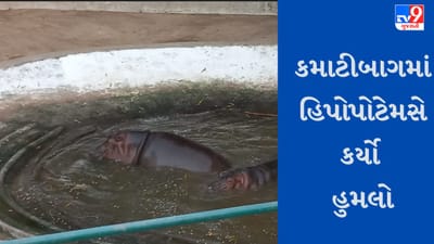Gujarati Video : વડોદરાના કમાટીબાગમાં હિપોપોટેમસ અચાનક થયો ગુસ્સે, ઝૂ ક્યુરેટર સહીત 2 વ્યક્તિ પર કર્યો હુમલો, જુઓ Video