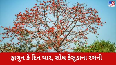 ફાગુન કે દિન ચાર, શોધ કેસૂડાના રંગની....