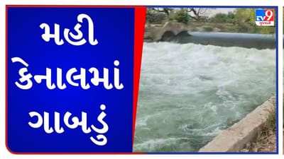 Gujarati Video : મહેમદાવાદના કરોલી ગામ નજીક મહી કેનાલમાં પડ્યુ ગાબડું, ખેતરમાં પાણી ભરાયા