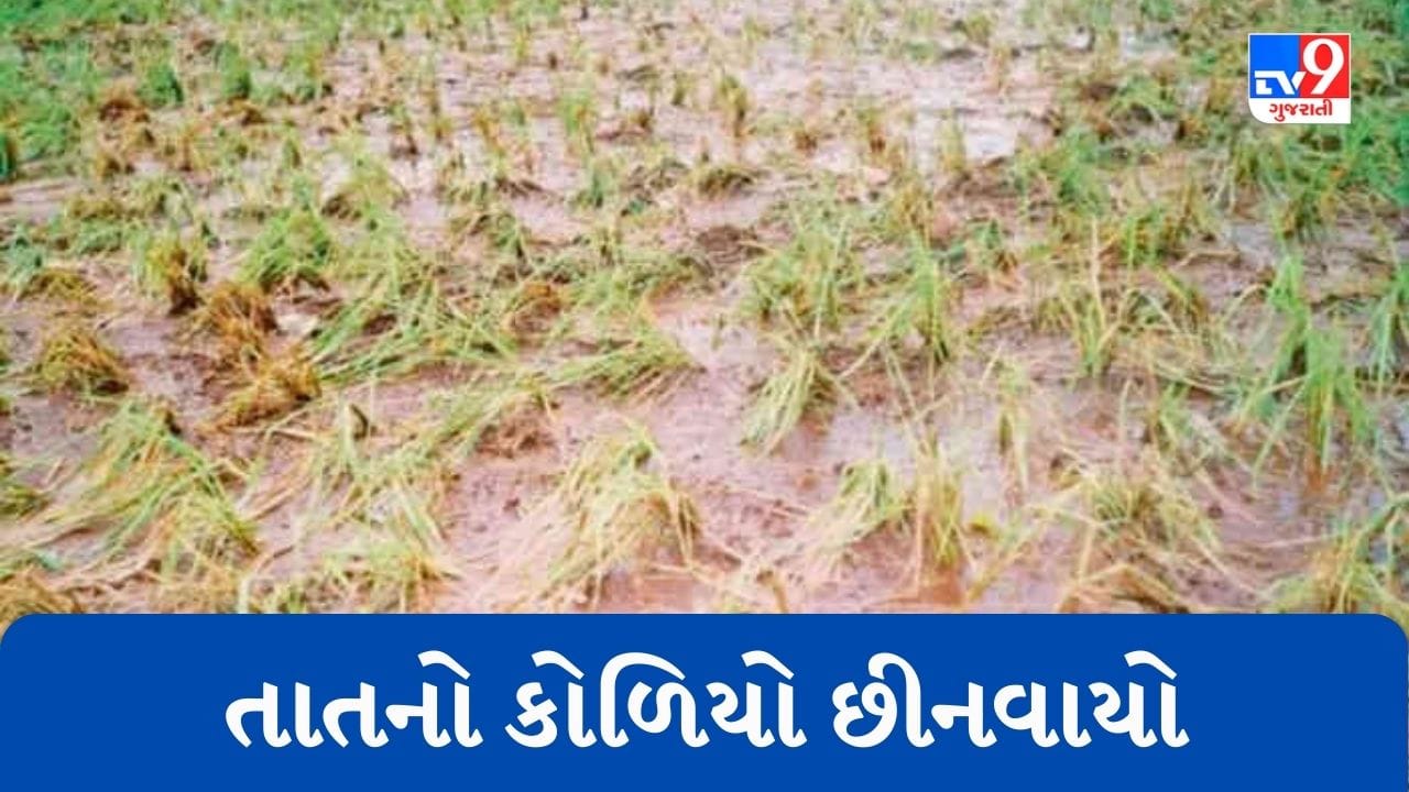 Gujarati Video : અંજારમાં કમોસમી વરસાદ ખાબક્યો, ખેડૂતોના પાકને વ્યાપક નુકસાન, તાત્કાલિક સર્વે કરવાની માગ Gujarati Video : અંજારમાં કમોસમી વરસાદ ખાબક્યો, ખેડૂતોના પાકને વ્યાપક નુકસાન, તાત્કાલિક સર્વે કરવાની માગ