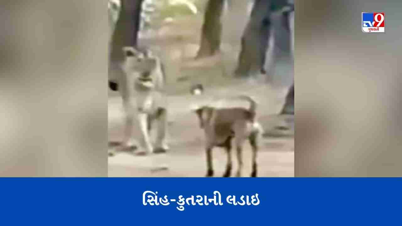 ક્યા શેર બનેગા રે તુ  કૂતરાએ જંગલના રાજાને હંફાવ્યા, Video Viral જોઈને લોકો સ્તબ્ધ થઈ ગયા