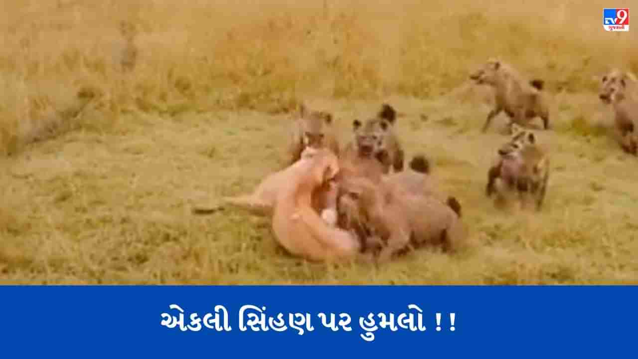 Viral Video: એકલી સિંહણ પર હાયનાના ટોળાએ હુમલો કર્યો, પછી કંઈક એવું થયું કે તે ભાગ્યા, જુઓ વીડિયો