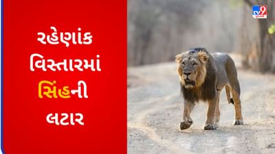 Gujarati VIDEO : ગામડાની ગલીઓમાં સાવજના આંટાફેરા, સ્થાનિકોમાં ફફડાટ ફેલાયો