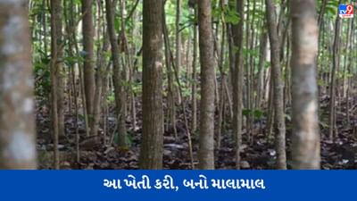 ઝડપથી અમીર બનવું હોય તો કરો મહોગનીની ખેતી, લાકડું 2200 રૂપિયા પ્રતિ ફૂટે વેચાય છે