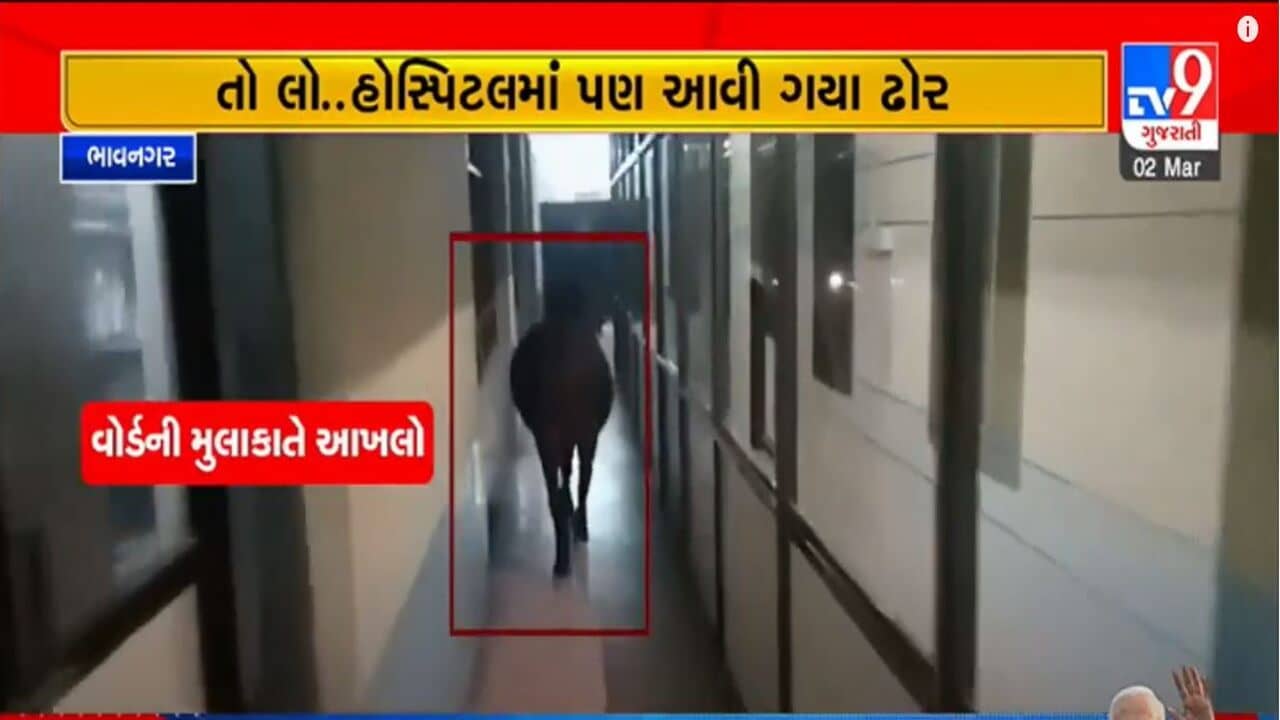 Bhavnagar: મહુવાની જનરલ હોસ્પિટલમાં બિનદાસ ફરી રહ્યો છે આખલો, જુઓ Video