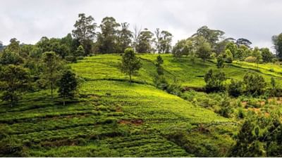 તમિલનાડુમાં આવેલું ઊટી ફરવા માટે ખૂબ જ સુંદર સ્થળ છે. અહીંના લીલાછમ મેદાનો, રમણીય વાતાવરણ, ફૂલોની સુંદરતા તમારા મનને મોહી લેશે. ઊટીને હિલ સ્ટેશનોની રાણી તરીકે પણ ઓળખવામાં આવે છે. આવો અમે તમને જણાવીએ કે તમે અહીં કયા સ્થળોની મુલાકાત લઈ શકો છો.
