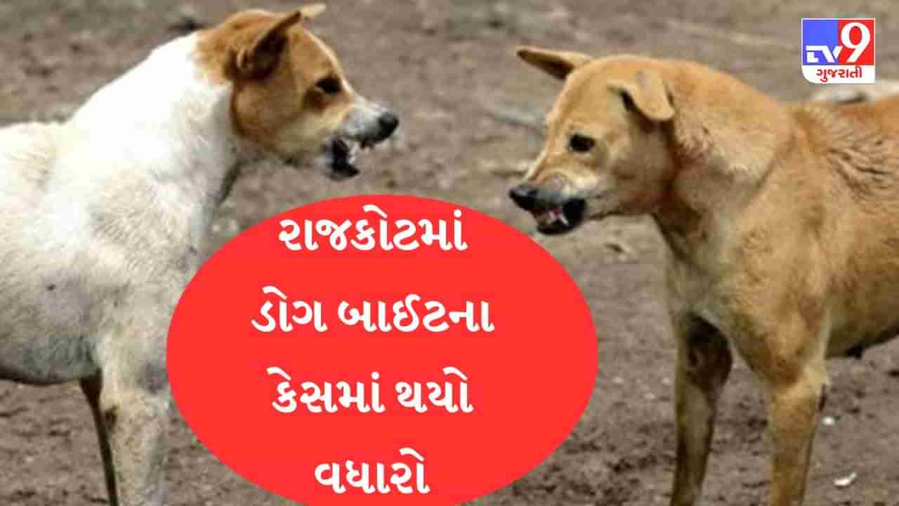 રાજકોટમાં શ્વાનનો આતંક યથાવત, 15 દિવસમાં ડોગ બાઈટના કેસમાં 30 ટકાનો વધારો, ફેબ્રુઆરીમાં 429 કેસ નોંધાયા