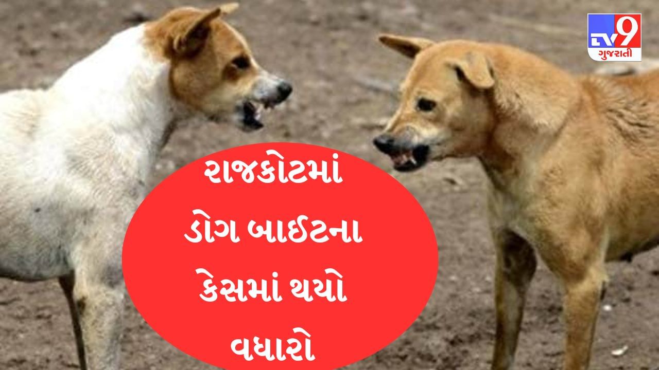 રાજકોટમાં શ્વાનનો આતંક યથાવત, 15 દિવસમાં ડોગ બાઈટના કેસમાં 30 ટકાનો વધારો, ફેબ્રુઆરીમાં 429 કેસ નોંધાયા