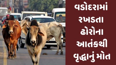 Gujarati Video: વડોદરાના માણેજામાં ગાયે અડફેટે લેતા વૃદ્ધાનું મોત, રહી-રહીને જાગ્યુ તંત્ર, ગેરકાયદે ઢોરવાડો તોડી પાડ્યો