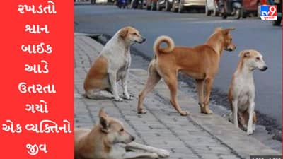 રાજકોટમાં રખડતા શ્વાનને કારણે વધુ એક વ્યક્તિએ ગુમાવ્યો જીવ, રખડતા ઢોરની સાથે શ્વાનનો આતંક પણ વધ્યો