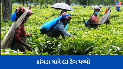 સુંદરજા કેરી બાદ હવે કાંગડા ચાને મળ્યું  GI ટેગ, જાણો કેવી રીતે વધશે તેનું વેચાણ