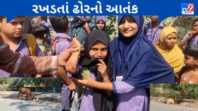 Gujarati Video : જંબુસરમાં રખડતા ઢોરે વિદ્યાર્થીની ઉપર હુમલો કર્યો,સ્થાનિકોમાં રોષ ફેલાયો