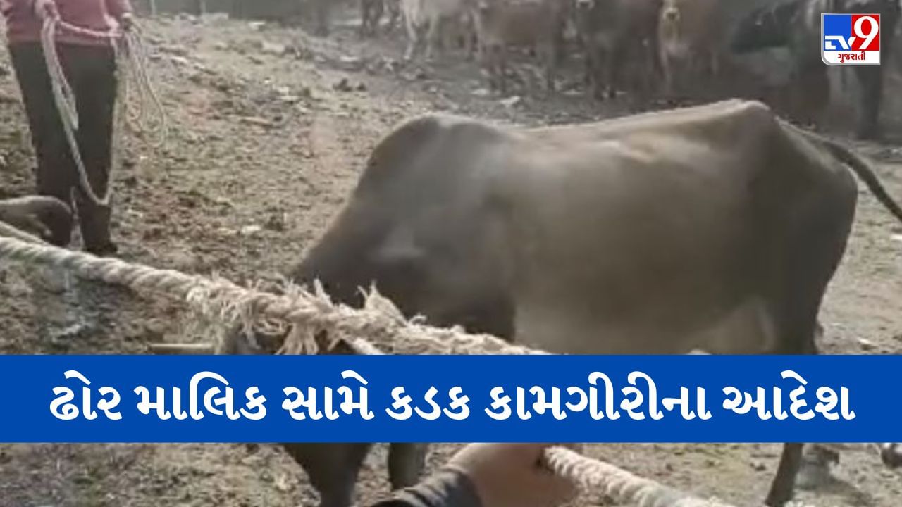 Vadodara : વૃદ્ધાનો ભોગ લેનારી ગાયના માલિકની થઈ ધરપકડ, તંત્રએ ગટર -પાણીના જોડાણ કાપવાના આદેશ આપ્યા