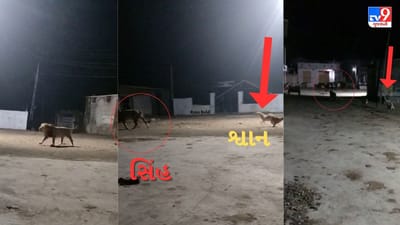 Gujarati Video : જમાનો અને કહેવત બંને બદલાઈ રહી છે ! શ્વાનની ટોળકીએ જંગલના રાજાને ભગાડ્યો ! જાણો શું છે હકીકત