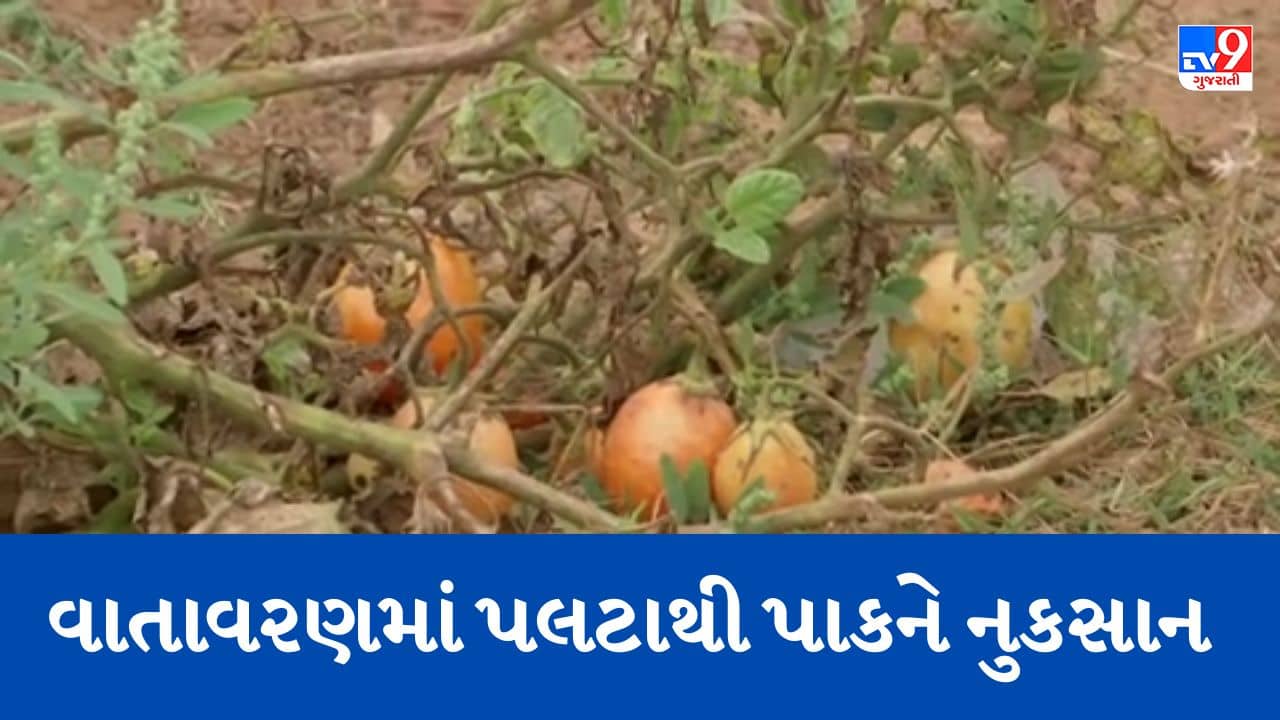 Gujarati Video: આણંદ જિલ્લાના વાતાવરણમાં પલટો, વારંવાર માવઠાથી ખેડૂતો પરેશાન