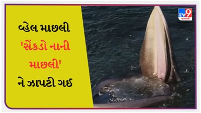 Shocking Viral video : વ્હેલે એવી જાળ બિછાવી, સેંકડો માછલીઓ ફસાઈ ગઈ, પછી આ રીતે જ્યાફત ઉડાવી