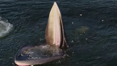 વ્હેલએ બિછાવી એવી જાળ કે સેંકડો નાની માછલીઓ ફસાઈ ગઇ, જુઓ Viral Video