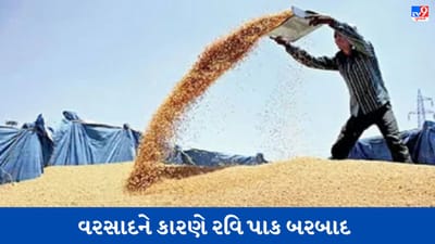 આ રાજ્યોમાં વરસાદને કારણે 50% સુધીનો રવિ પાક બરબાદ, જાણો ઘઉંના ઉત્પાદનને કેટલી અસર થશે