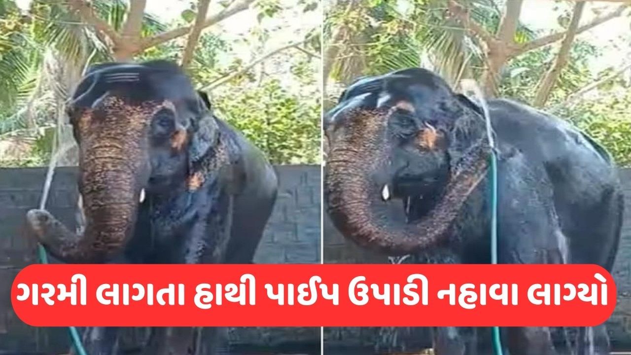 ગરમી લાગી એટલે ઉપાડ્યો પાઈપ અને લાગ્યો નહાવા, જુઓ હાથીનો સ્નાન કરતો Viral Video