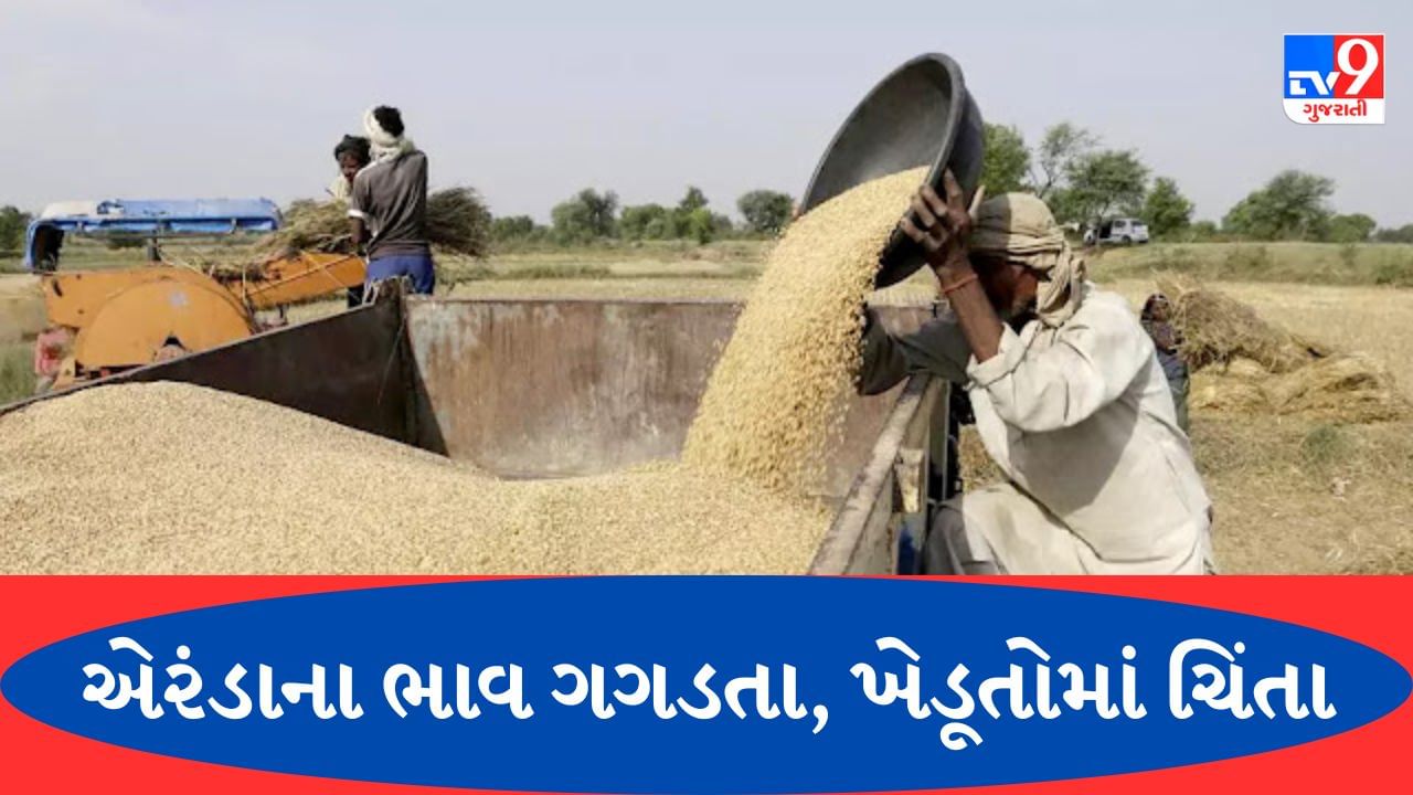 બનાસકાંઠા : ખેડૂતોએ એરંડાનું મબલખ વાવેતર કર્યું, મણ દીઠ ઓછા ભાવ મળવાને લઈ ખેડૂતોમાં કચવાટ