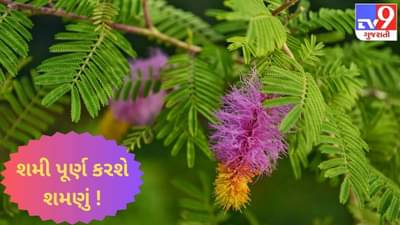 શમી પૂર્ણ કરશે શમણું ! જાણો, એક છોડ તમને કેવી રીતે બનાવશે ધનવાન ?