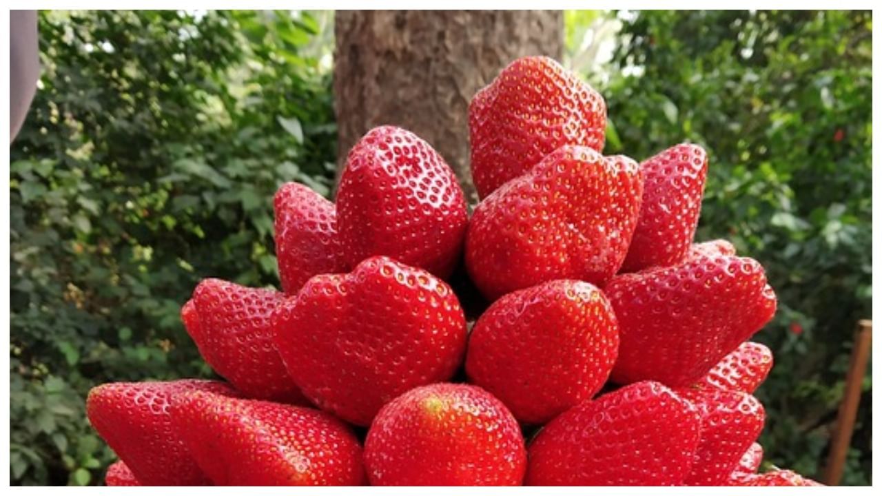 મહાબળેશ્વર - આ એક લોકપ્રિય હિલ સ્ટેશન છે. અહીંના મનોહર દૃશ્યો, સ્ટ્રોબેરીના ખેતરો અને ખુશનુમા હવામાન તમારા મનને મોહી લેશે. અહીં ફરવા માટે ઘણા પ્રખ્યાત સ્થળો છે. આમાં નીડલ હોલ પોઈન્ટ અને વિલ્સન પોઈન્ટ જેવા સ્થળોનો સમાવેશ થાય છે. અહીંથી તમે સુંદર નજારાનો આનંદ માણી શકશો.
