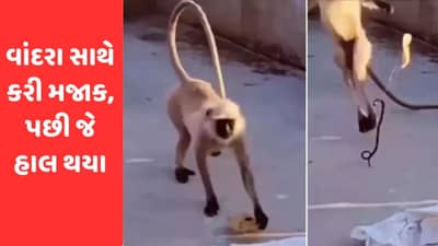 રોટલી સાથે બાંધ્યો હતો સાપ, વાંદરાએ રોટલી ઉપાડતા જ ડરી ગયો, જુઓ Viral Video