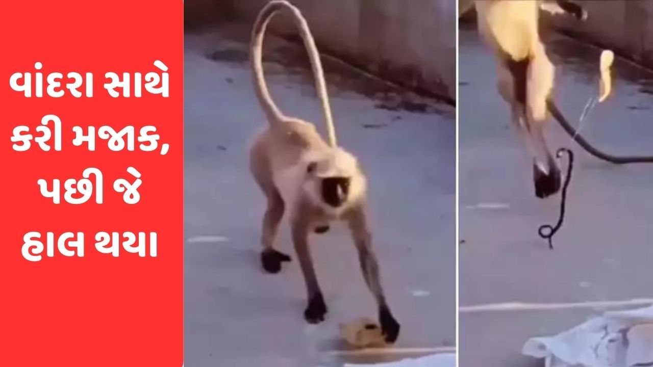 રોટલી સાથે બાંધ્યો હતો સાપ, વાંદરાએ રોટલી ઉપાડતા જ ડરી ગયો, જુઓ Viral Video