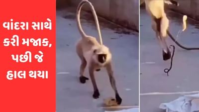 રોટલી સાથે બાંધ્યો હતો સાપ, વાંદરાએ રોટલી ઉપાડતા જ ડરી ગયો, જુઓ Viral Video