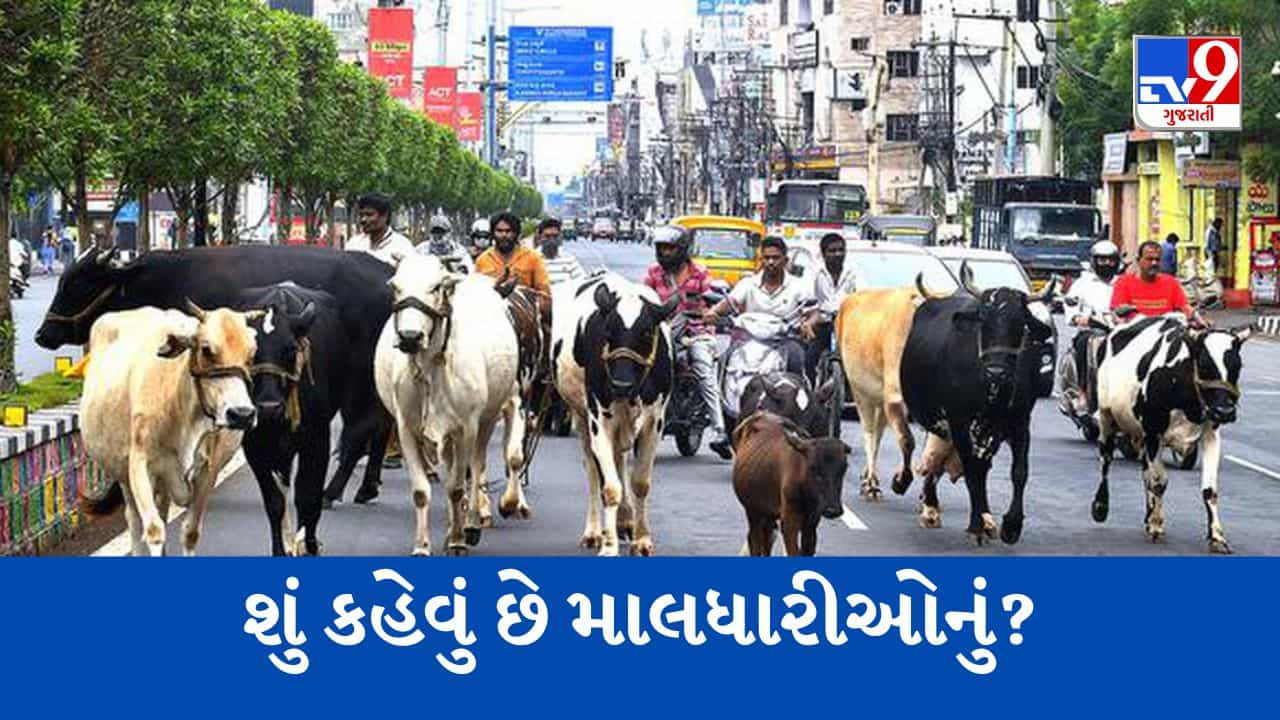 Gujarati Video: Ahmedabad : AMCએ રખડતા ઢોર પર નિયત્રંણ માટેની નવી પોલિસી પર શું કહેવું છે માલધારીઓનું ? જુઓ આ Video