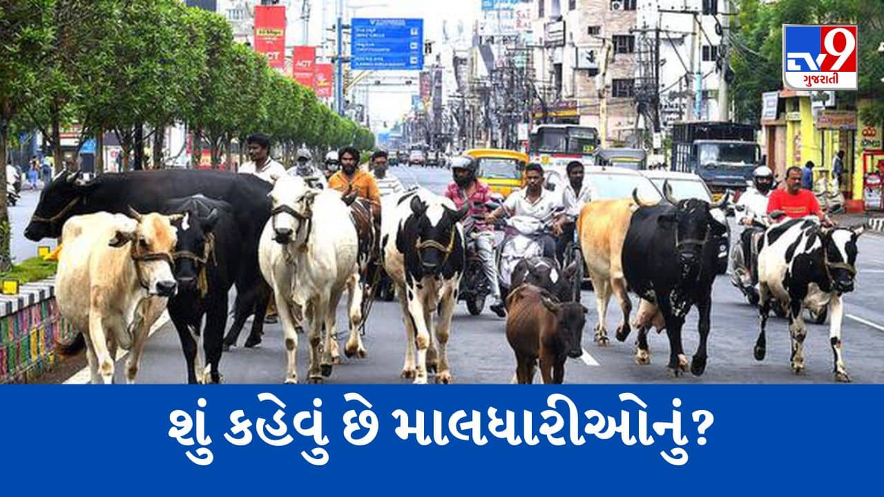Gujarati Video: Ahmedabad : AMCએ રખડતા ઢોર પર નિયત્રંણ માટેની નવી પોલિસી પર શું કહેવું છે માલધારીઓનું ? જુઓ આ Video
