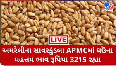 Mandi : અમરેલીના સાવરકુંડલા APMCમાં ઘઉંના મહત્તમ ભાવ રૂપિયા 3215 રહ્યા, જાણો જુદા-જુદા પાકના ભાવ
