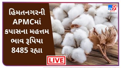 Mandi : હિમતનગરની APMCમાં કપાસના મહત્તમ ભાવ રૂપિયા 8485 રહ્યા, જાણો જુદા-જુદા પાકના ભાવ