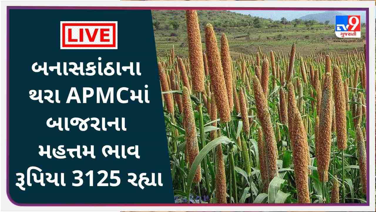 Mandi :બનાસકાંઠાના થરા APMCમાં બાજરાના મહત્તમ ભાવ રૂપિયા 3125 રહ્યા, જાણો જુદા-જુદા પાકના ભાવ
