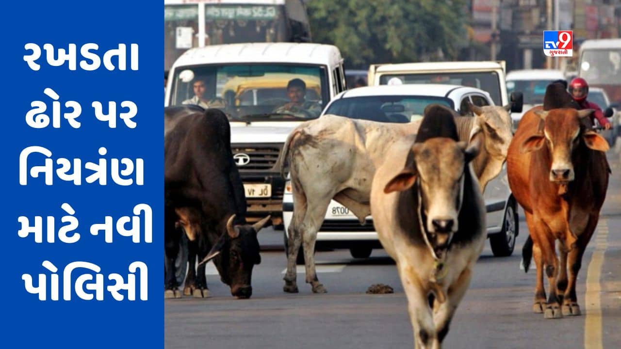 Gujarati Video : અમદાવાદમાં રખડતા ઢોર પર નિયત્રંણ માટે નવી પોલિસી, લાયસન્સ લેવું ફરજિયાત