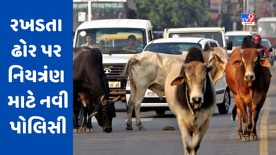 Gujarati Video : અમદાવાદમાં રખડતા ઢોર પર નિયત્રંણ માટે નવી પોલિસી, લાયસન્સ લેવું ફરજિયાત