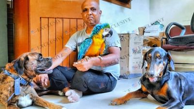 મકાઉ પેરોટ.. નામ સાંભળતા જ ખૂબ સુંદર, કલરફુલ અને લાંબી પૂંછડી વાળા બ્રાઝિલ કે એમેઝોનના જંગલમાં ઉડતા પોપટનું દ્રશ્ય આંખો સામે ખડું થાય. અમદાવાદી મકાઉ પોપટ... નામ સાંભળતા જ નવાઈ લાગે. જન્મે અમદાવાદી, ખાધે-પીધે પણ અમદાવાદી એવા પાક્કા અમદાવાદી. રહેવાનું છે આંબાવાડીમાં આવેલ રાગ પટેલનું ઘર.