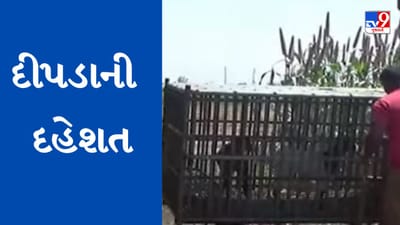 Gujarati Video: અમરેલીમાં દીપડાએ બાળકી પર કર્યો હુમલો, વનવિભાગે ગોઠવ્યા પાંજરા