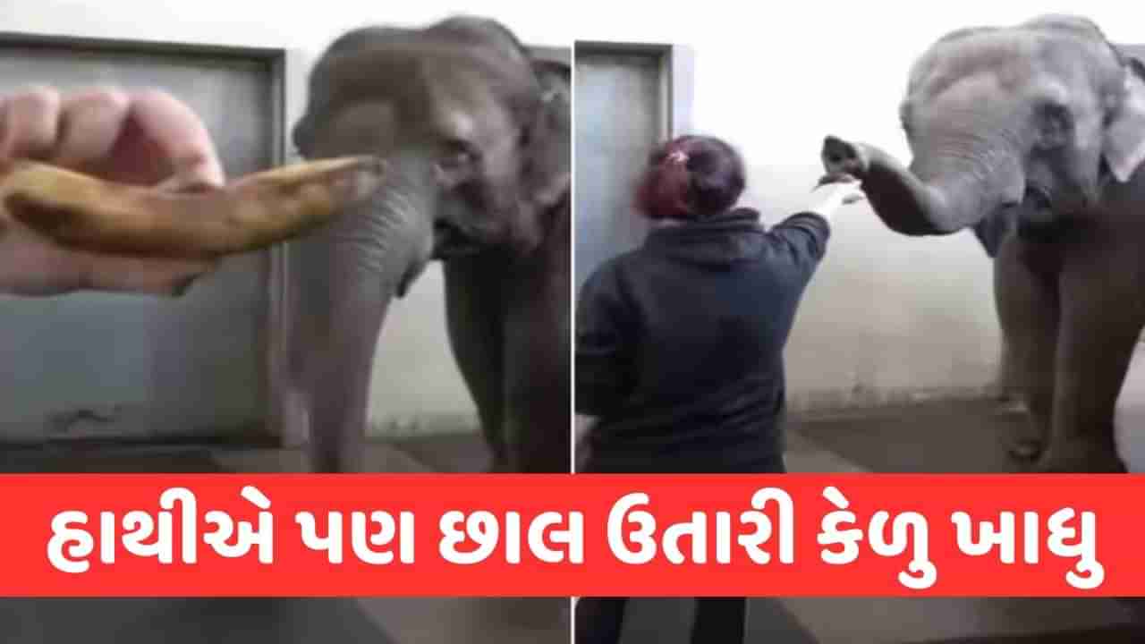 Viral Video: કેળાને માણસોની જેમ છાલ ઉતારી ખાતો જોવા મળ્યો હાથી, શું તમે આ પહેલા આવો વીડિયો જોયો છે ?