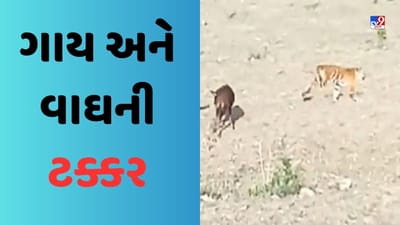 મા તે મા....પંક્તિ થઈ સાર્થક, વાછરડાનો જીવ બચાવવા વાઘ સાથે ગાયની ટક્કર, Video થયો Viral