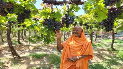 શ્રી સ્વામિનારાયણ સંપ્રદાયના સર્વોચ્ચ તીર્થસ્થાન વડતાલધામમાં યુવાનોમાં અતિશય લોકપ્રિય થઈ રહેલી રવિસભાનો “અમૃત મહોત્સવ” ઉજવાયો હતો. આ પ્રસંગે 6 ટન દ્રાક્ષના અન્નકૂટ માટે દ્રાક્ષ વેંચાતી લેવામાં આવી નથી પરંતુ નાસિક રહીને શિક્ષણ- આરોગ્ય અને સત્સંગ સમાજ સેવામાં ભેખધારી વયોવૃદ્ધ શ્રી જ્ઞાનજીવનદાસજી સ્વામીએ પોતાની વાડીમાંથી મોકલેલ છે. 