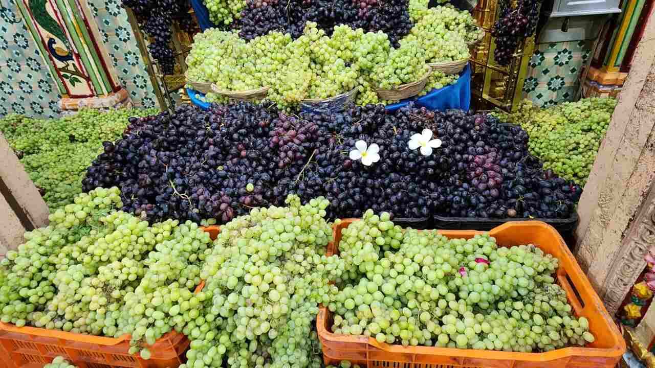 જાતે ફળ ફૂલ ઉછેરવા અને દેવ સેવામાં વાપરવાની પવિત્ર ભાવનાથી મંદિરોમાં દ્રાક્ષ ઉત્સવ કરાવતા રહે છે જે, આ તેમના તરફથી વડતાલધામમાં ત્રીજો દ્રાક્ષ ઉત્સવ છે. આજે રવિવારે આરાધ્ય ઈસ્ટદેવ શ્રી હરિકૃષ્ણ મહારાજ અને મહાપ્રતાપી શ્રી લક્ષ્મીનારાયણ દેવના સમક્ષ નાસિકથી મંગાવેલ 6 ટન દ્રાક્ષનો અન્નકૂટ ધરાવવામાં આવ્યો હતો.