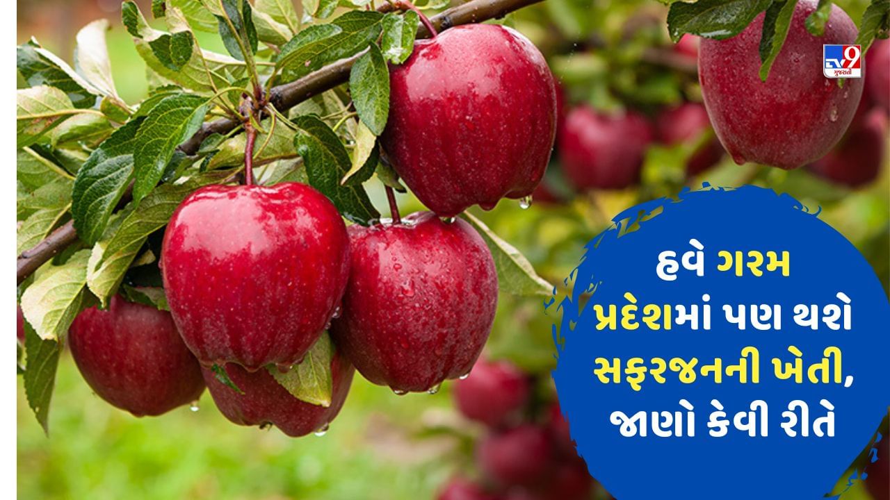 Apple Farming હવે ગરમ પ્રદેશમાં પણ થશે સફરજનની ખેતી, જાણો કેવી રીતે