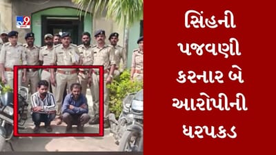 Gujarati Video : સિંહની પજવણી કરનાર વ્યક્તિને વન વિભાગે ઝડપ્યો, આરોપીના ચાર દિવસના રિમાન્ડ મંજૂર