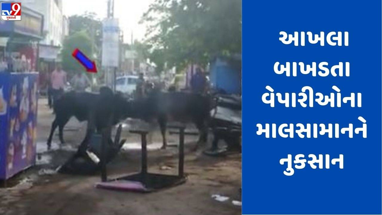 Gujarati Video: બજાર વચ્ચે બે આખલા બાખડતા, દુકાનદારોના સામાનને નુકસાન, જુઓ Video