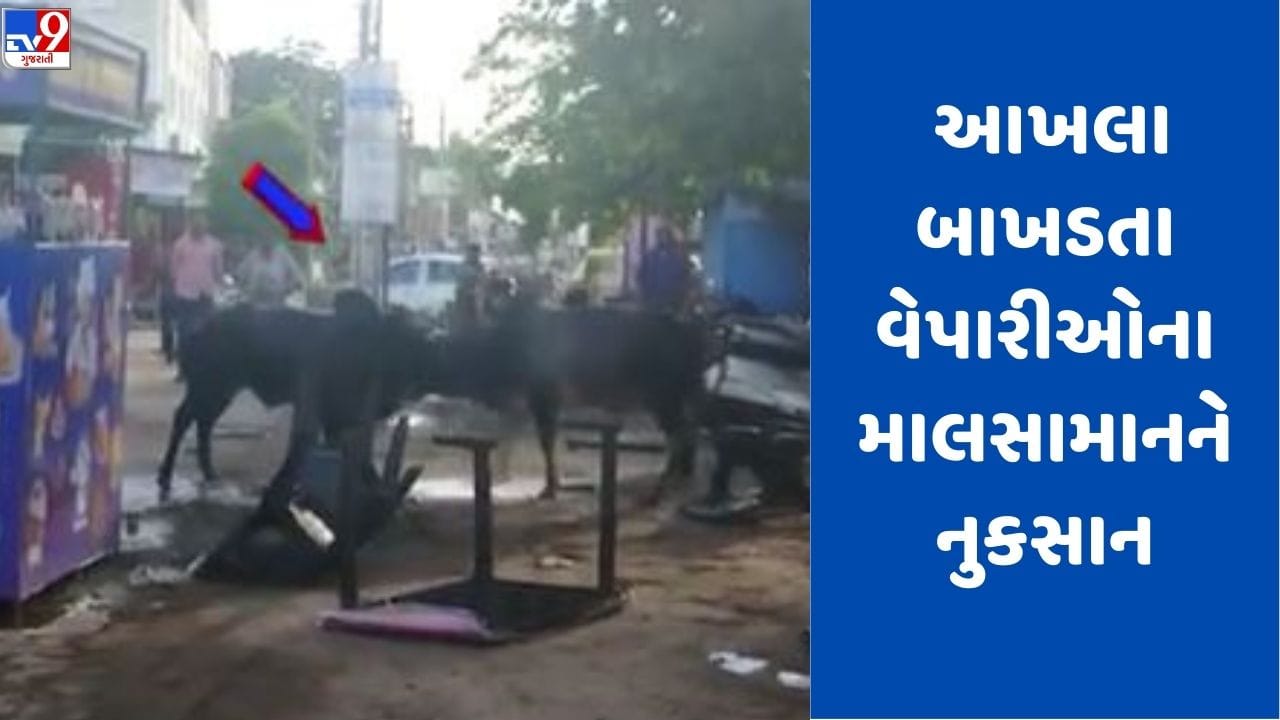 Gujarati Video: બજાર વચ્ચે બે આખલા બાખડતા, દુકાનદારોના સામાનને નુકસાન, જુઓ Video Gujarati Video: બજાર વચ્ચે બે આખલા બાખડતા, દુકાનદારોના સામાનને નુકસાન, જુઓ Video