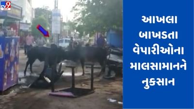 Gujarati Video: બજાર વચ્ચે બે આખલા બાખડતા, દુકાનદારોના સામાનને નુકસાન, જુઓ Video